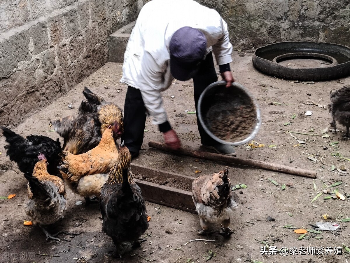 引起鸡肠炎的原因你知道吗,家禽急性肠炎吃什么药