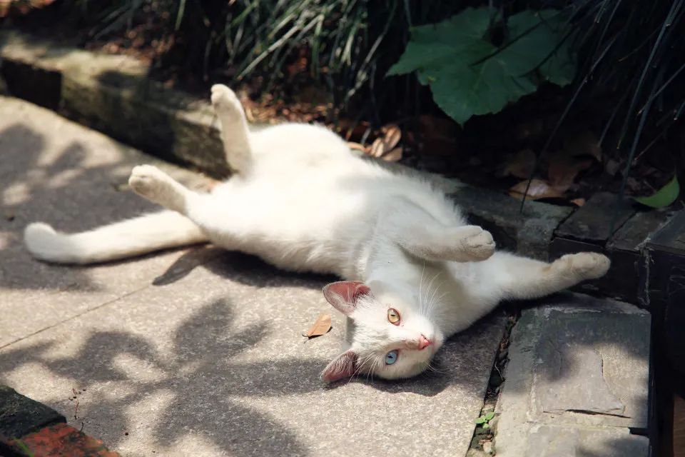 鐚湁涔濇潯鍛借繕鏄嫍鏈変節鏉″懡,鐚湁涔濇潯鍛界嫍鏈夊嚑鏉″懡