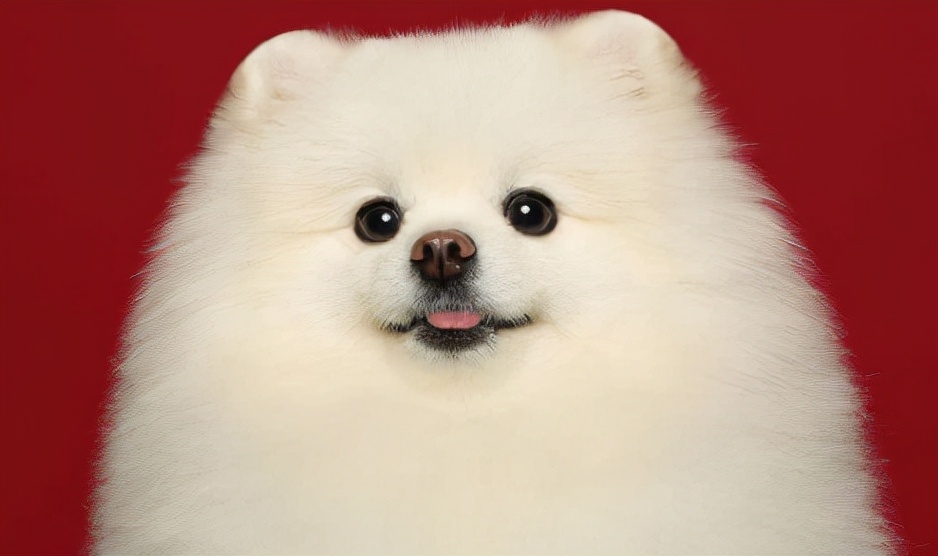 狗狗没有食欲无精打采,狗狗没有食欲建议吃什么东西