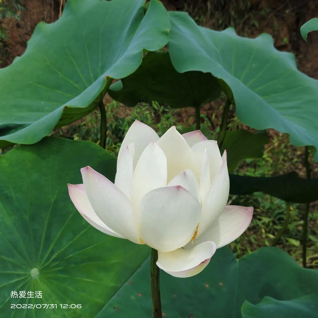 出淤泥而不染的荷花真的好美,出淤泥而不染的荷花真的太漂亮了