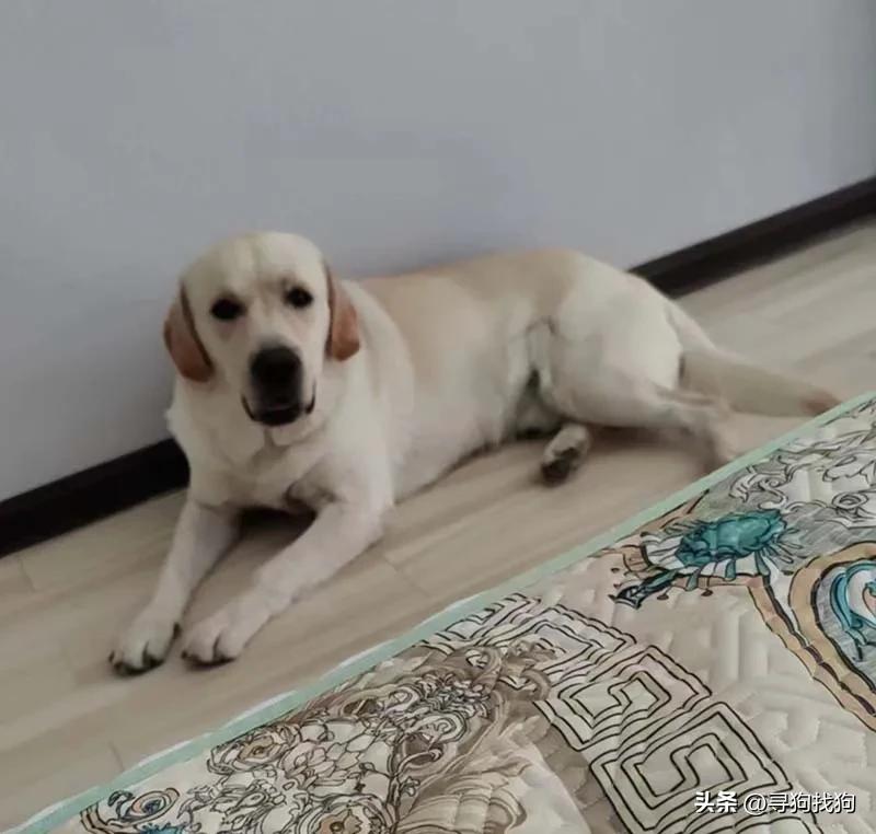 寻狗启事黑色拉布拉多犬郑州,郑州市哪里有卖拉布拉多犬