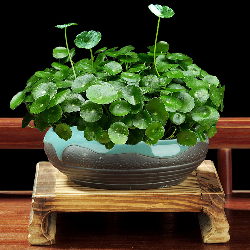 家居必备的几款高颜值中大型绿植,40款超治愈的家居绿植