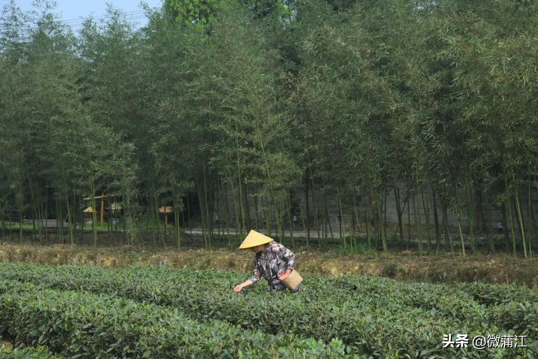 创建文明乡村,创建美丽乡村的标准是什么