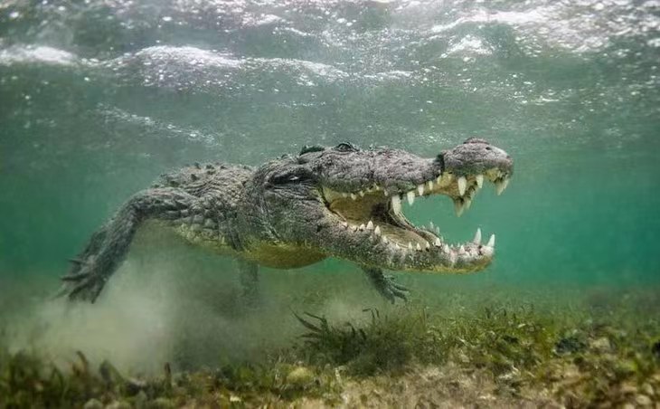 养殖1000条鳄鱼一年能赚多少钱,养殖五十条鳄鱼一年能有多少收入