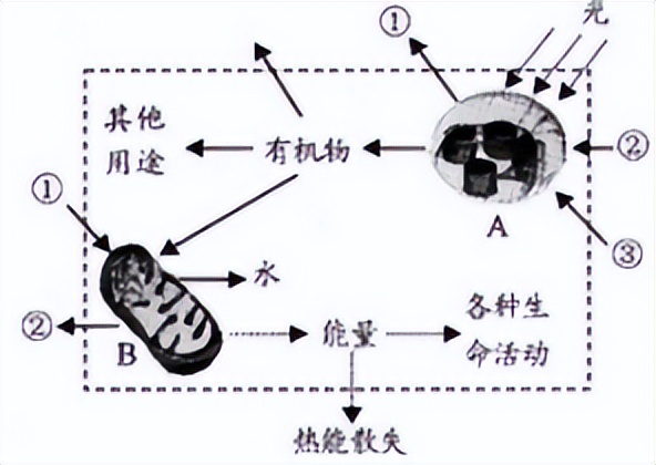 2022初中生物会考真题及答案,2022初中生物测试卷