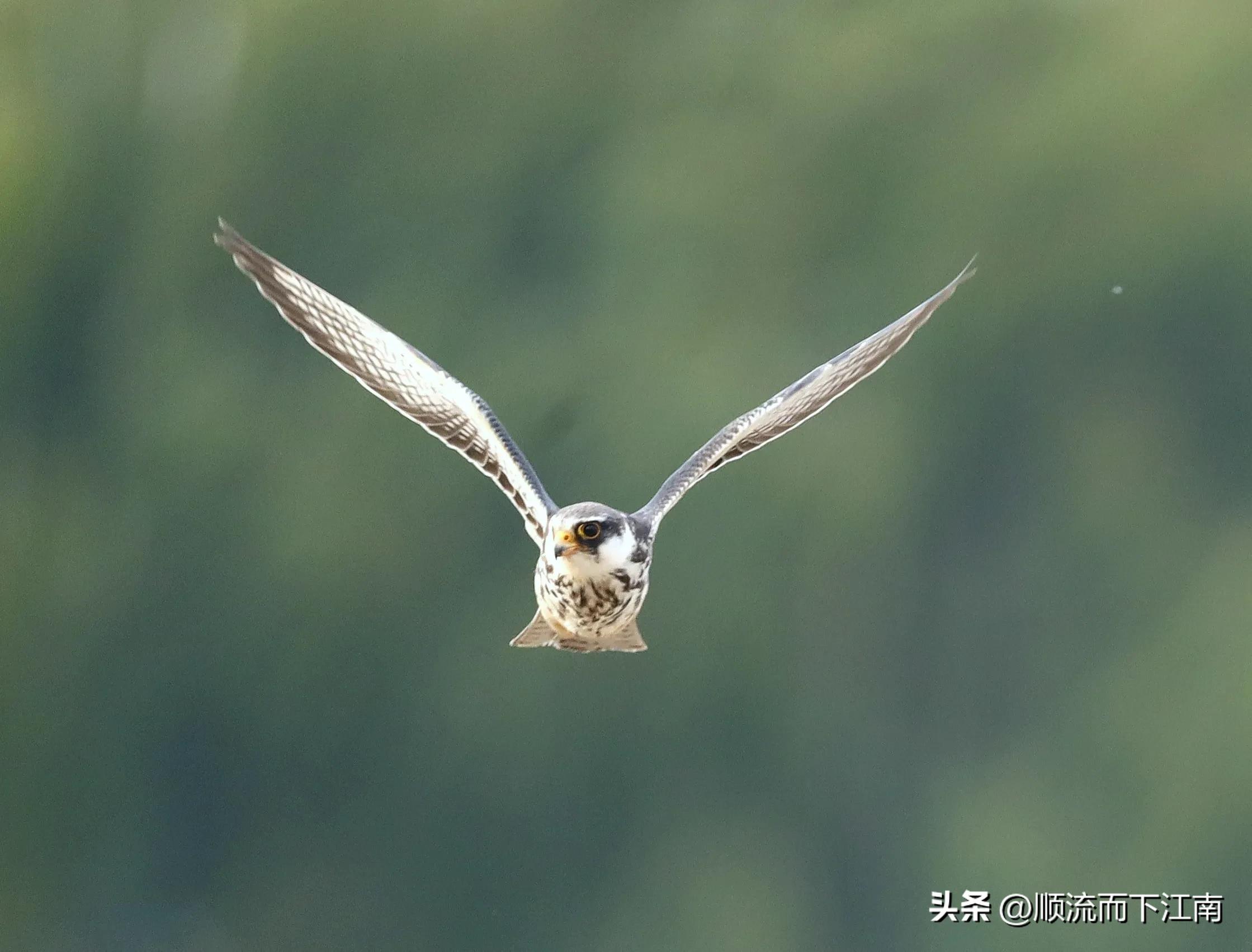 红脚隼叫声,红脚隼