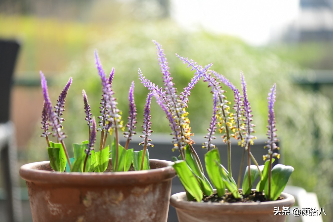 这两年挑战的一些小众球根植物，有收获也有失败|园丁