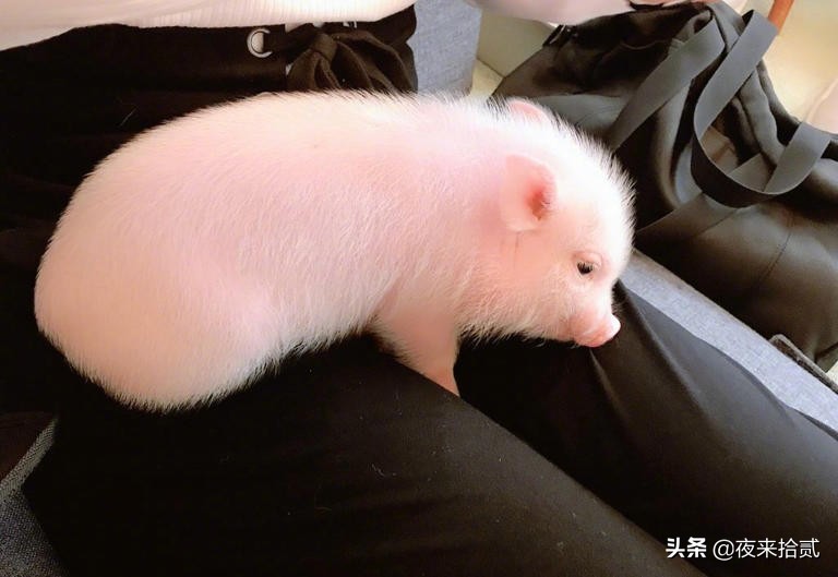 网友打卡日本迷你猪咖，这也太可爱了吧