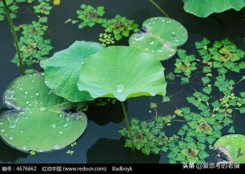 春天的绿色,春天的绿色风景