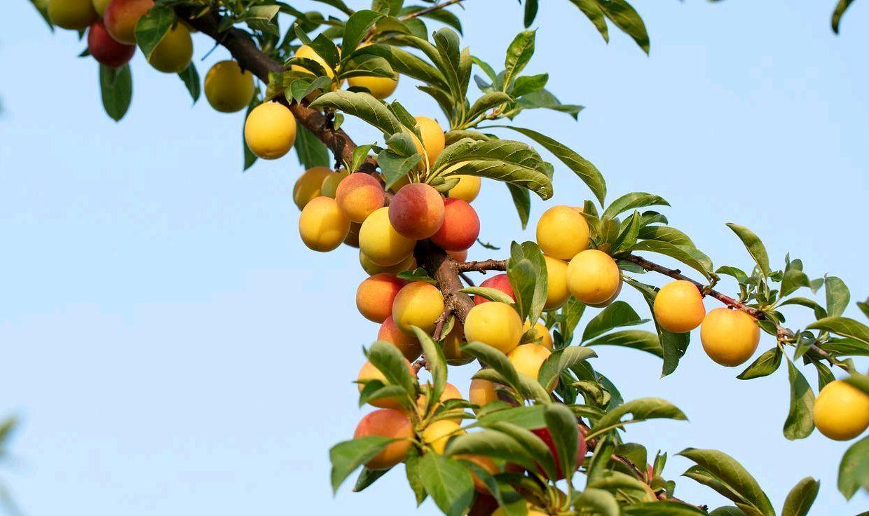 为什么古话不让吃李子,李子有毒到底有多厉害