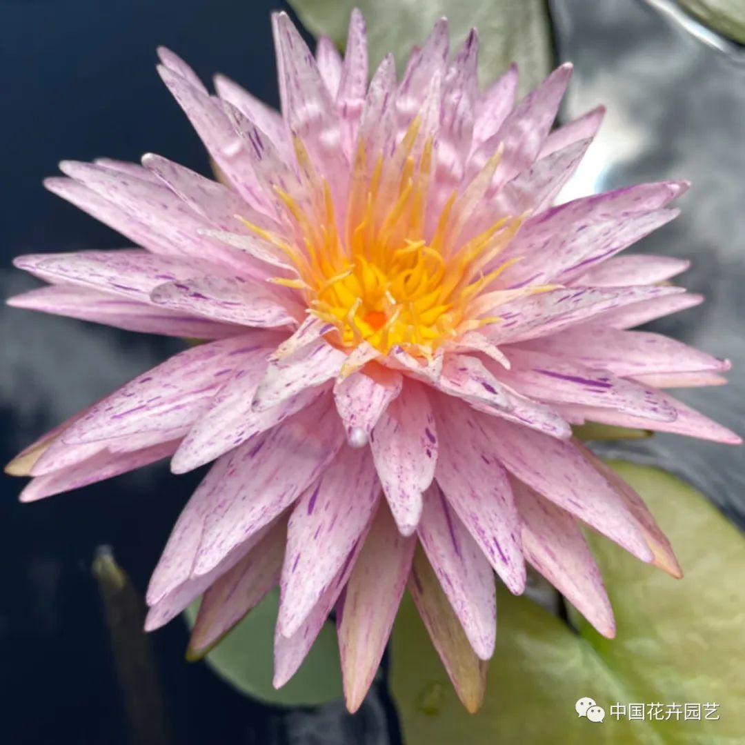 00后培育3个睡莲新品种获国际认证,睡莲热门品种