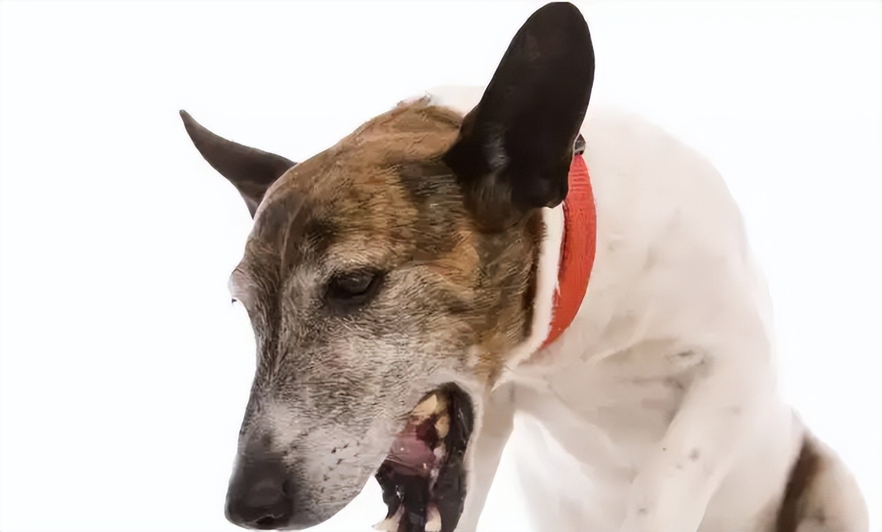 狗狗总是咳嗽干呕，发出咔咔的声音是怎么回事？看完你就明白了