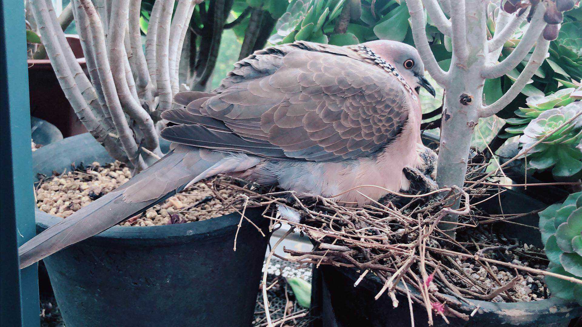 斑鸠一般生活在什么地方,东北野外斑鸠一般夜间在哪里栖息