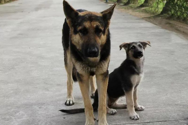 军犬是怎么选拔的,军犬怎样繁育