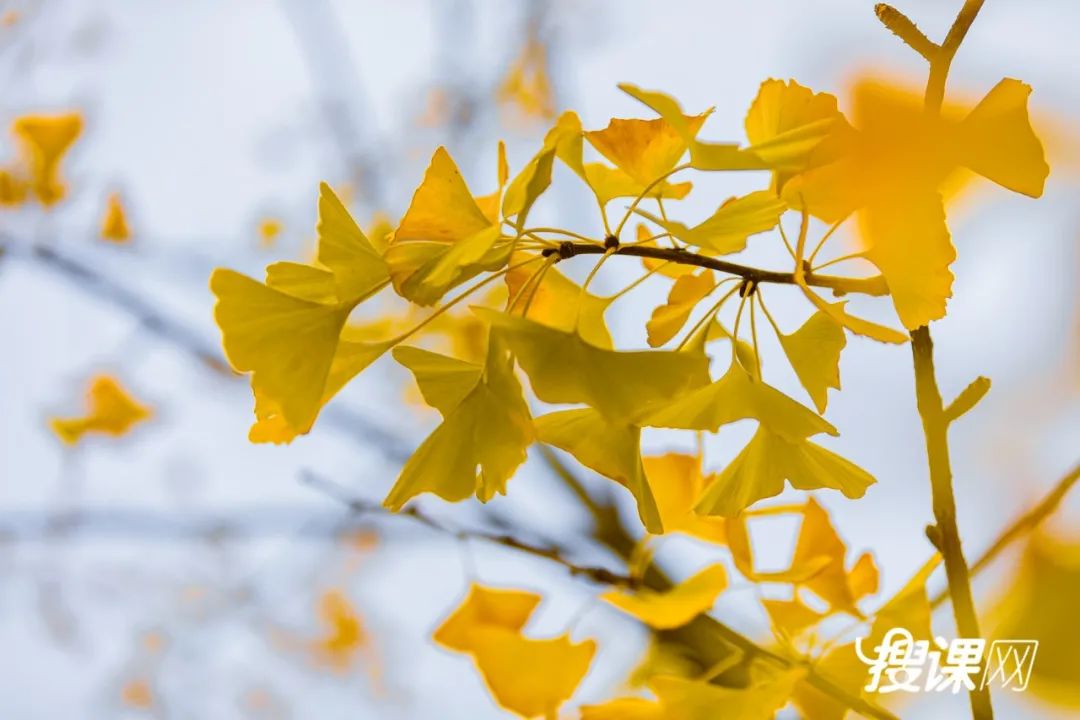 秋季限定|昆明九所学校，送你诗意校园里的一抹金