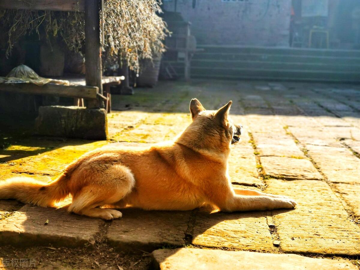 中型犬品种大全及图片,听话的中型犬品种大全