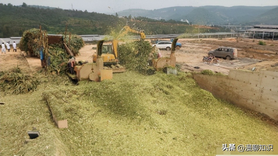 发酵*制剂抑**在青贮中十分常见,会对其中的微生物造成影响吗?