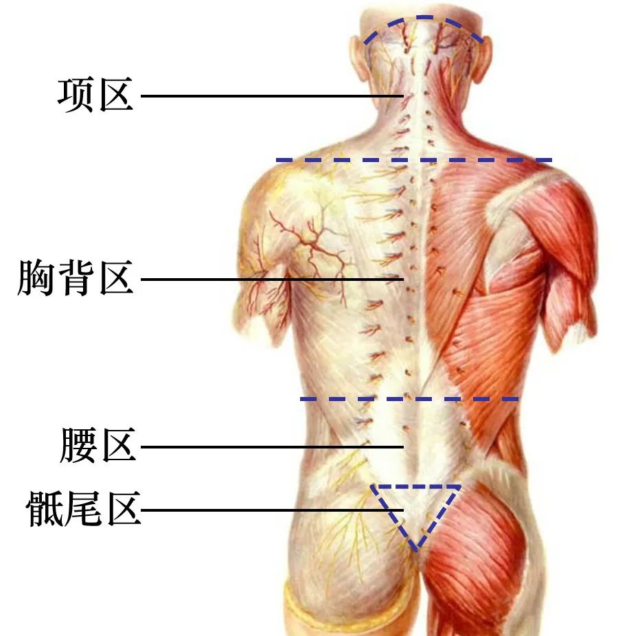 脊神经支配区域解剖图简图,脊神经及其分支的支配范围