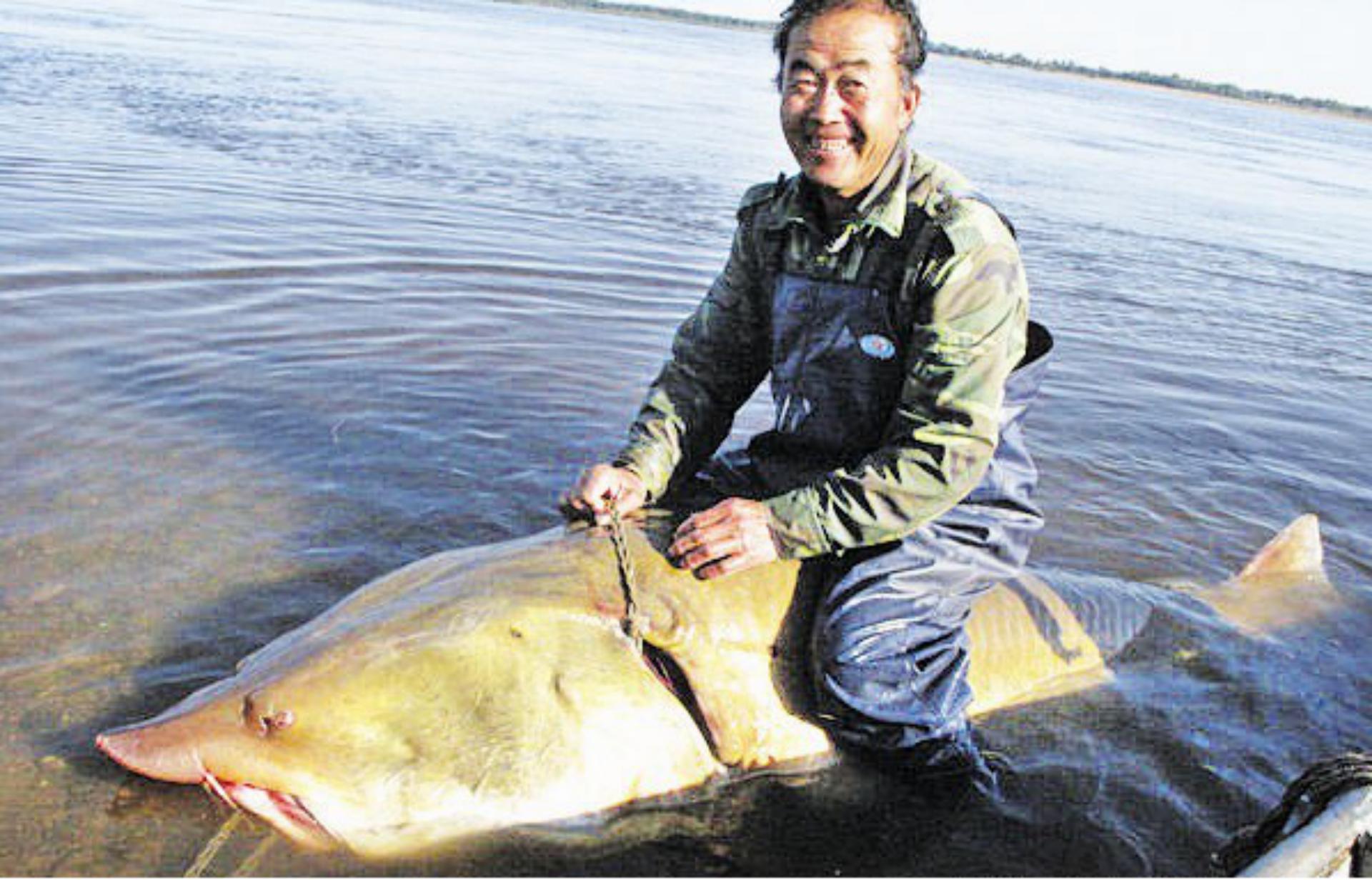 黑龙江里的鳇鱼一条几百斤,黑龙江的大鳇鱼几十斤