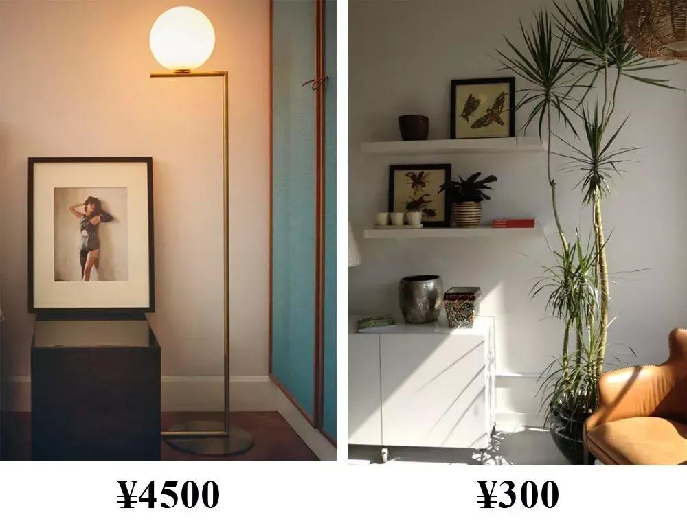 客厅实用盆栽植物有哪些,客厅一般放什么植物盆栽比较好