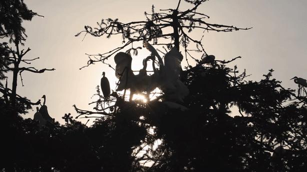 佳能rf800mmf5.6价格,佳能rf800mmf5.6定焦镜头能拍多远