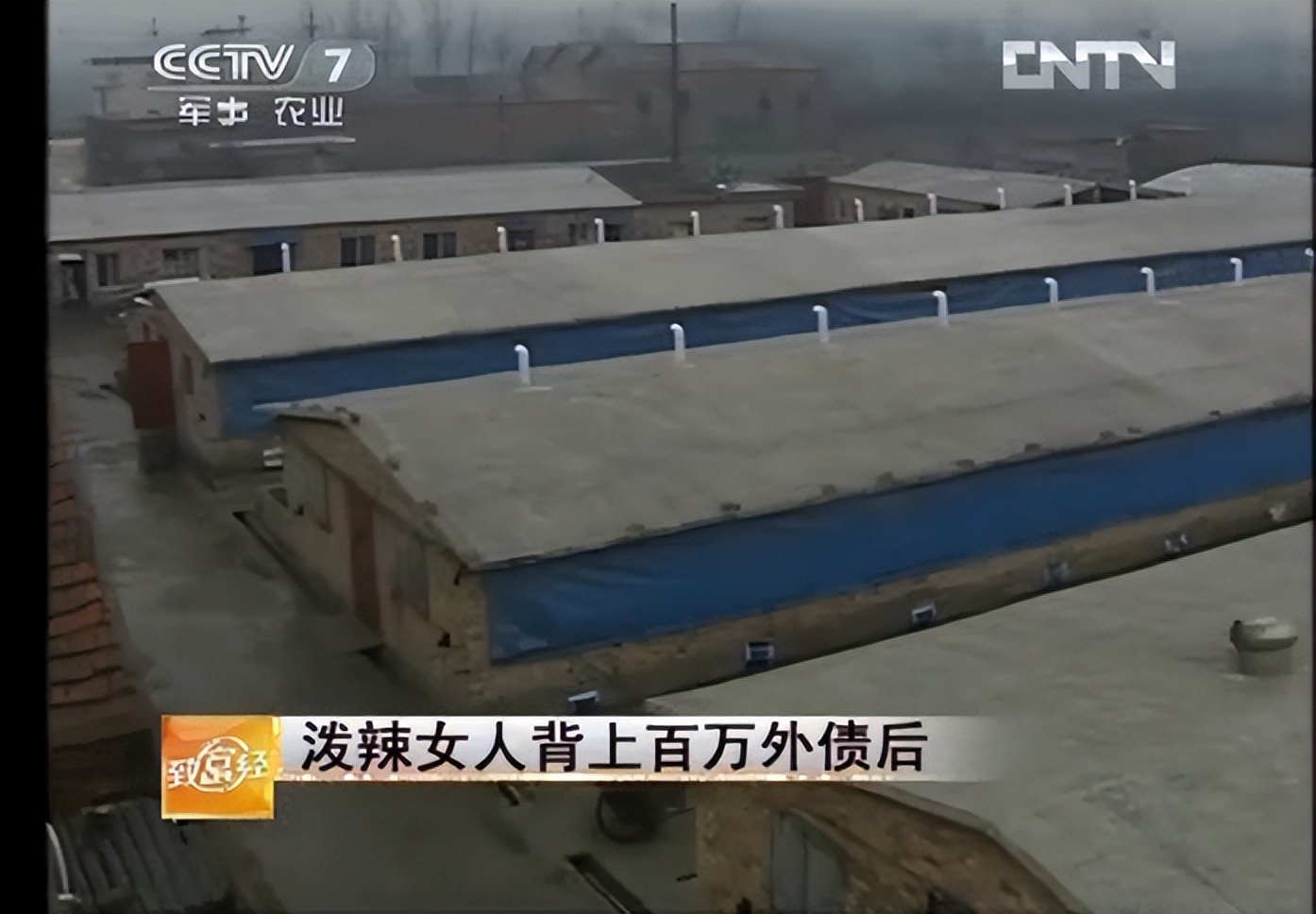 河南大姐为提高猪仔存活率，用白酒喂母猪，年入千万，有何玄机？