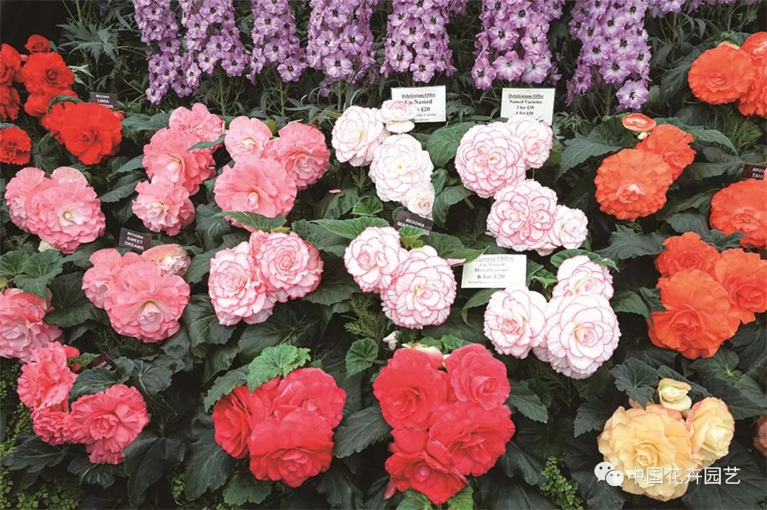 新兴的花卉盆栽,新兴花木盆景