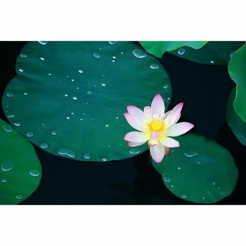 古诗文积累爱莲说,古诗欣赏爱莲说名句