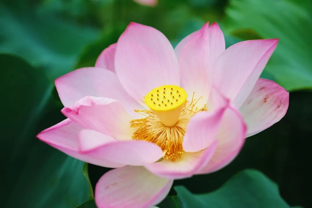 小暑已至！夏日顶流登场，一池荷风，满院莲香，惊艳了整个夏天！