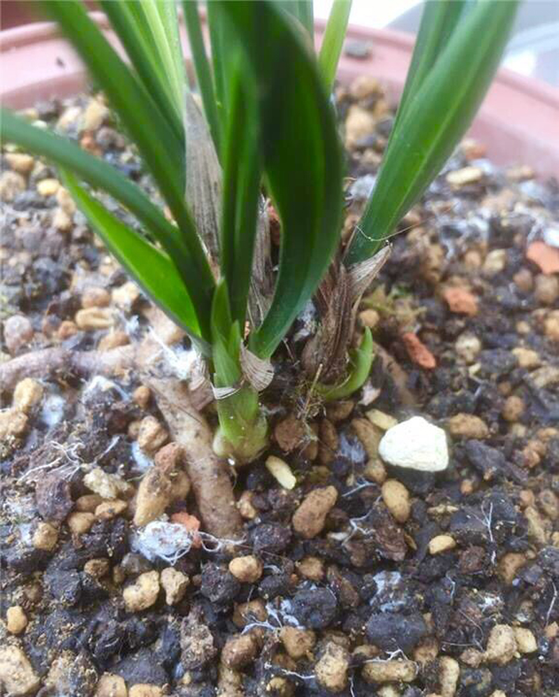 兰花需要什么菌才能活,兰花植料长白色菌丝什么原因