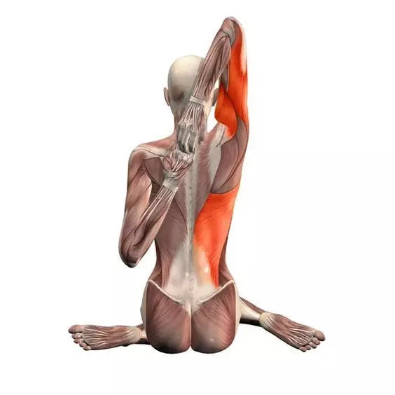 瑜伽牛面式怎么锻炼,瑜伽犁式双手不能相扣不能落地