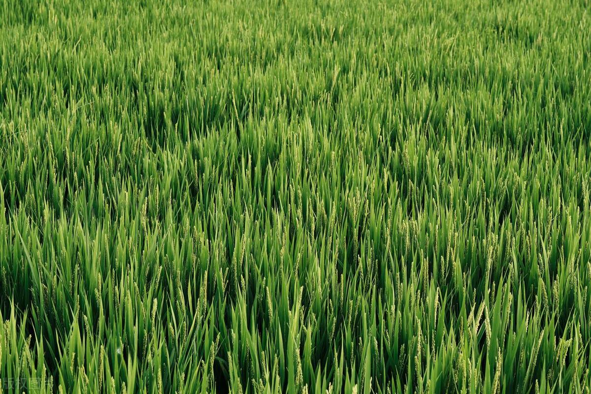 小满节气诗视频,小满节气诗歌大全