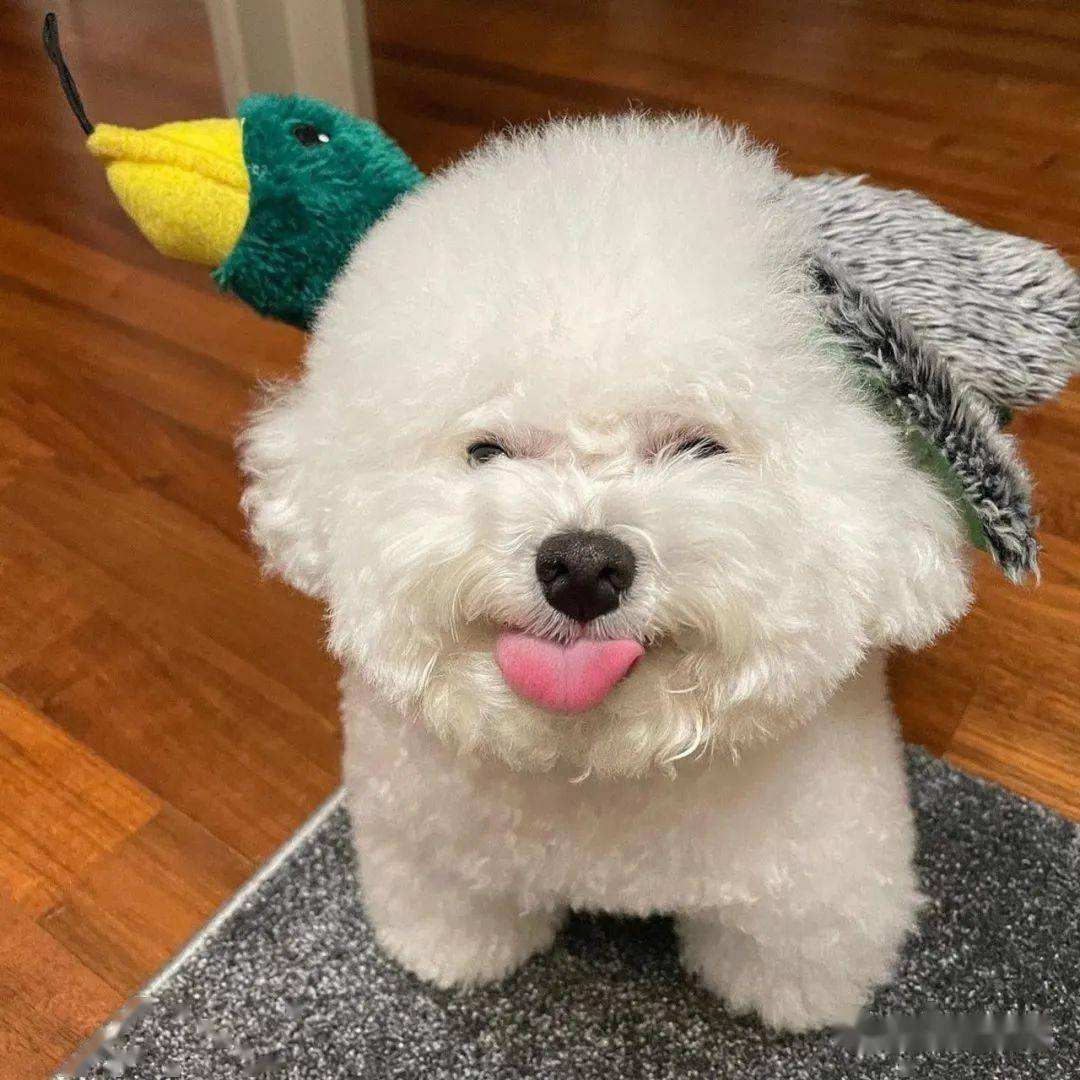 比熊犬容易得的病,比熊犬容易得五种病