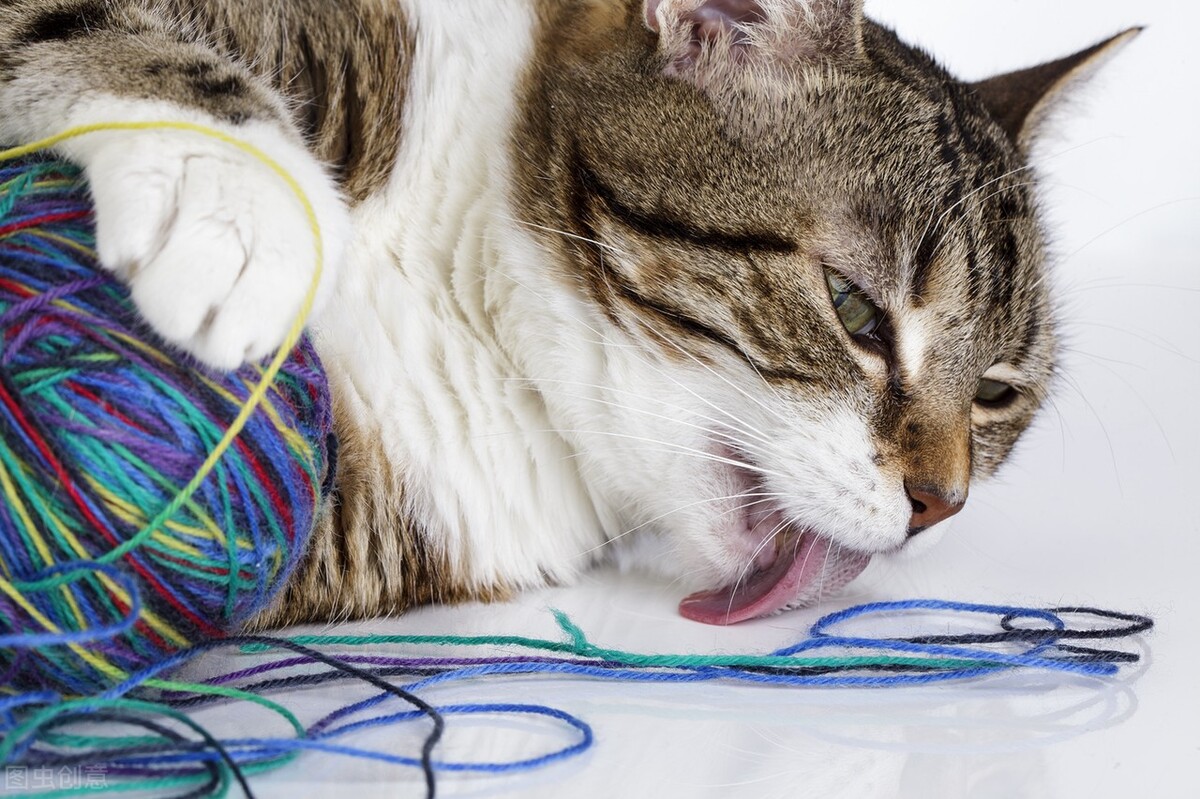 养猫为什么有种烦躁感,养猫老是叫怎么办