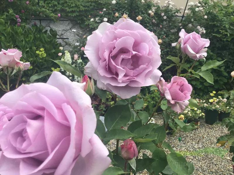 常见切花月季一览（45）