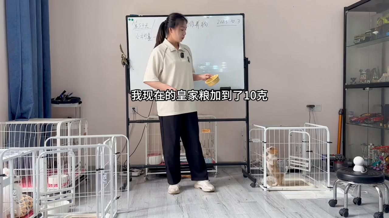 蛋姐教人训犬打狗,蛋姐养的狗