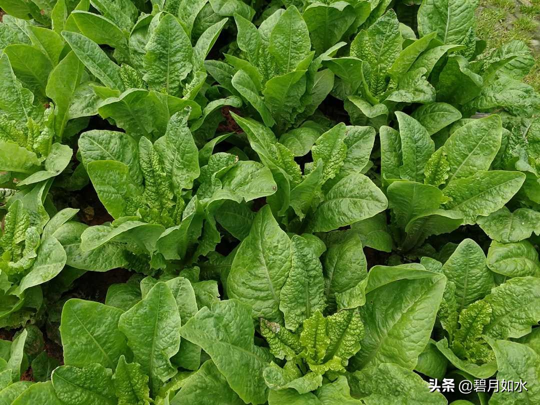 自己晾晒的莴笋干怎么清炒好吃,莴笋干晒制方法怎么做才好吃