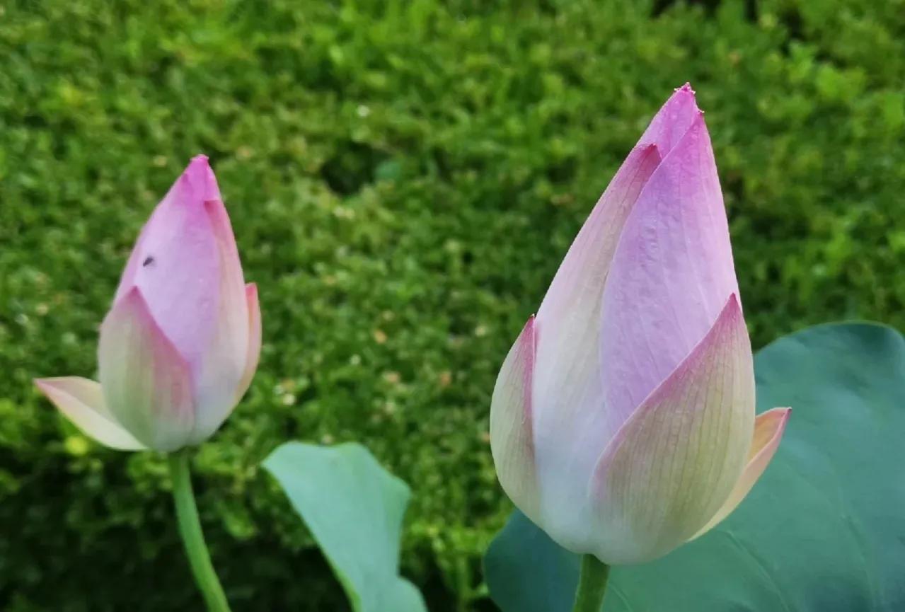 无穷莲叶，精彩纷呈