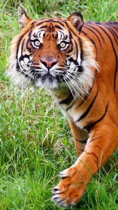 戏说老虎图文杂汇