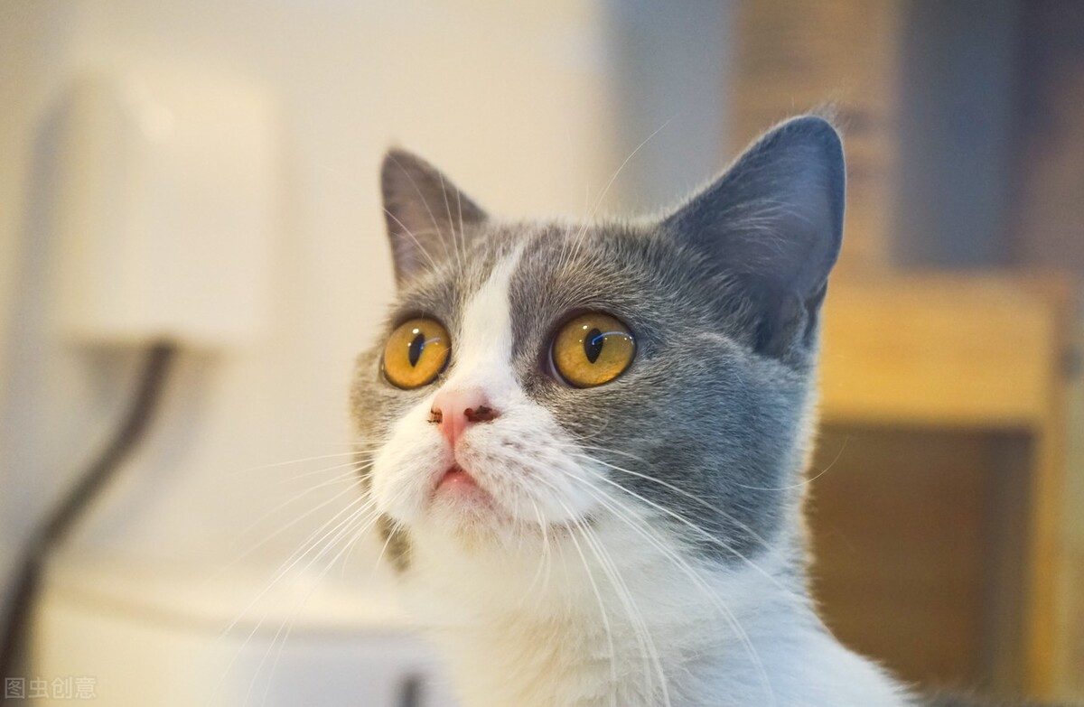 猫乳酸和葡萄糖高是怎么了,猫咪葡萄糖偏高是怎么回事