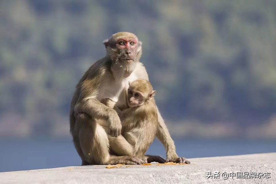 资本入局实验猴，实验动物迎来“夏天”