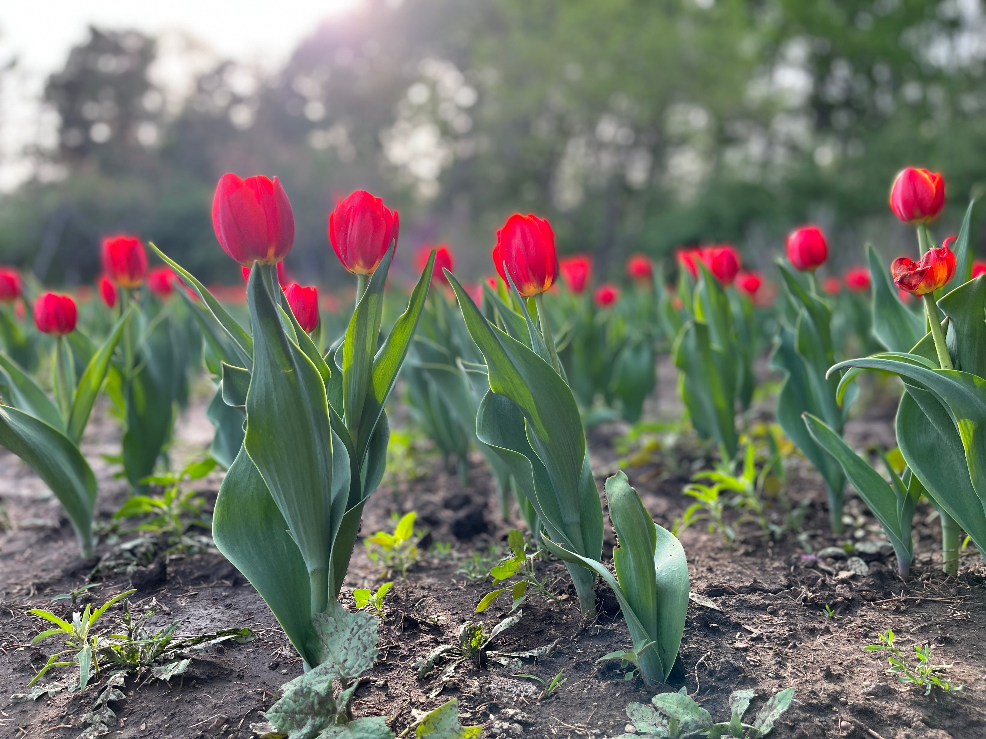 疫情之后百花园游客渐多