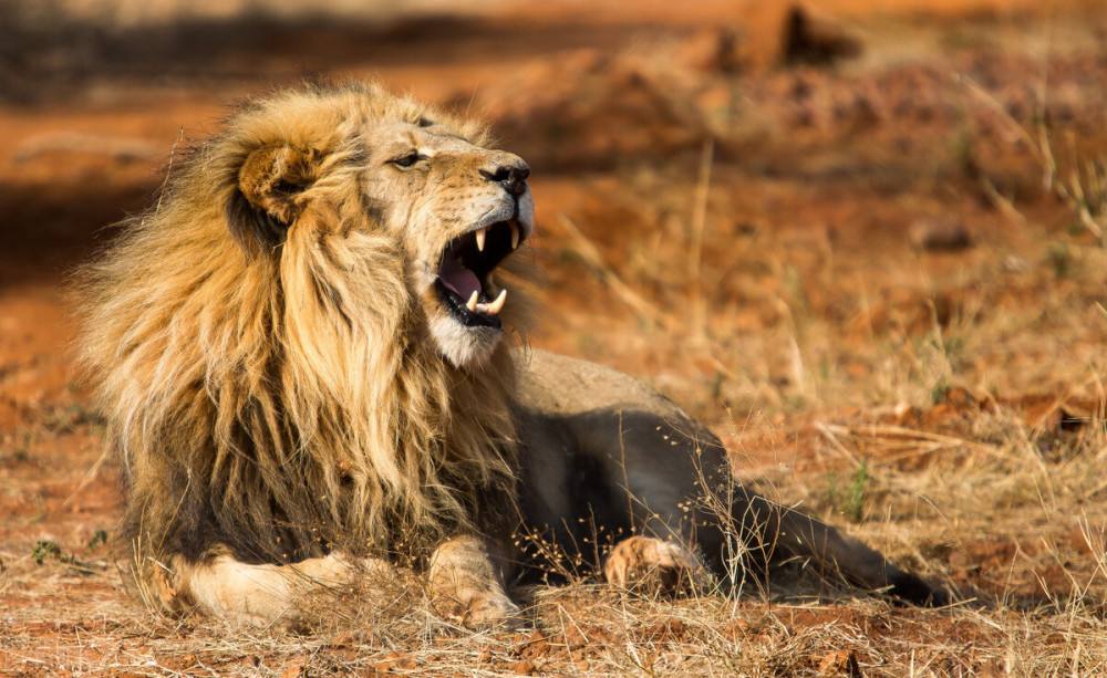 东北虎遇到非洲狮,谁才是陆地王者王者之间的对决