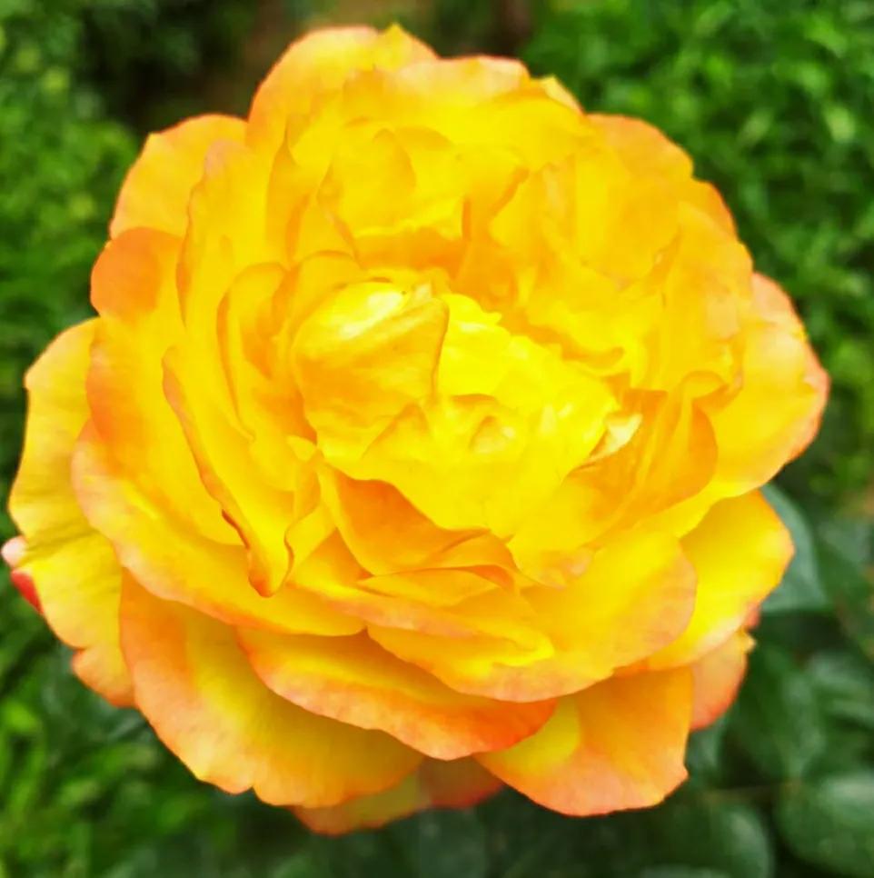 淄博颂钵,淄博颂泽商贸有限公司