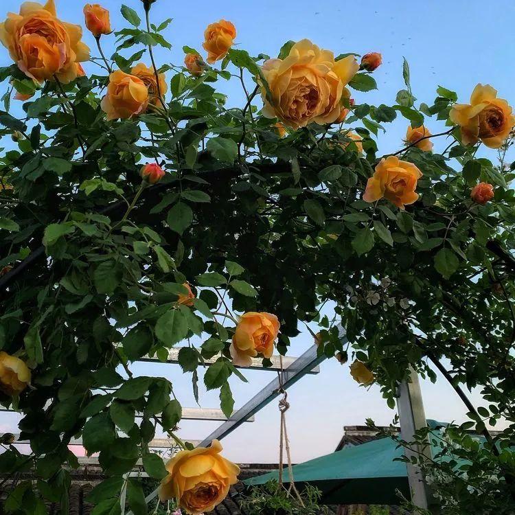 两家共用一个平台怎么解决,两家共用一堵墙发生矛盾怎么处理