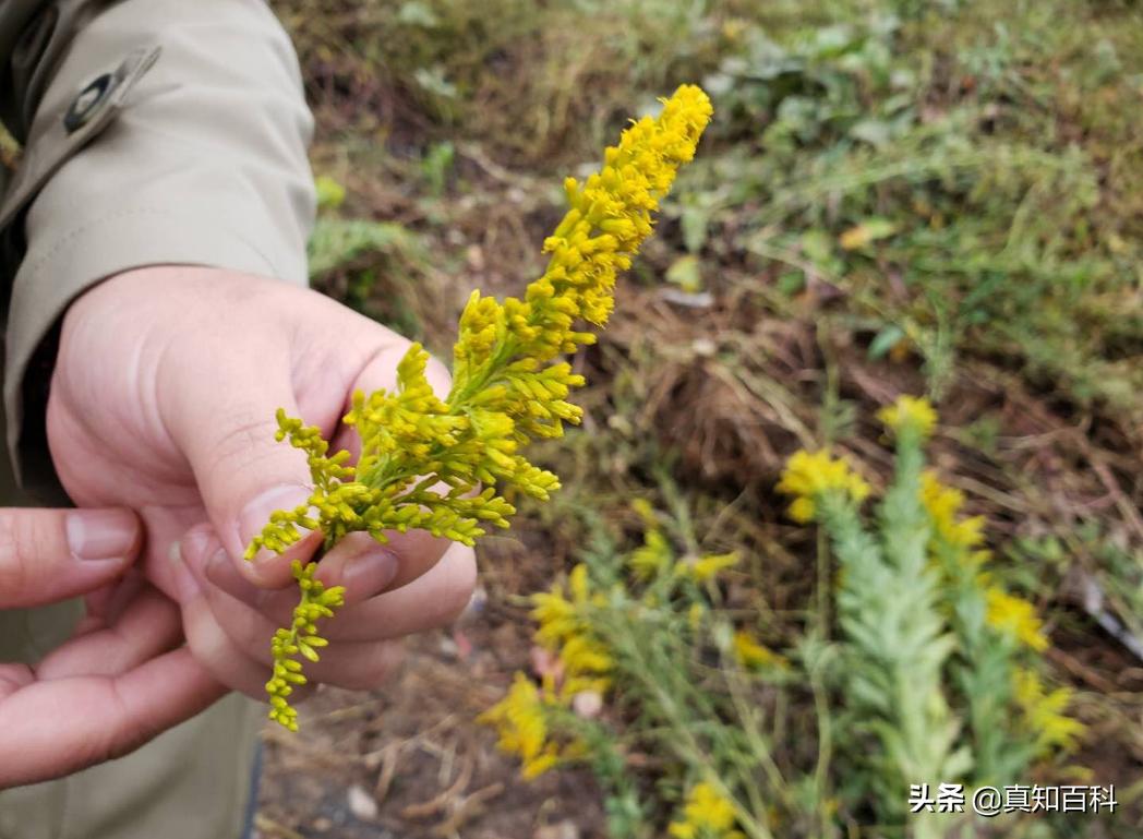加拿大一枝黄花入侵现状,加拿大一枝黄花可以入侵哪些区域
