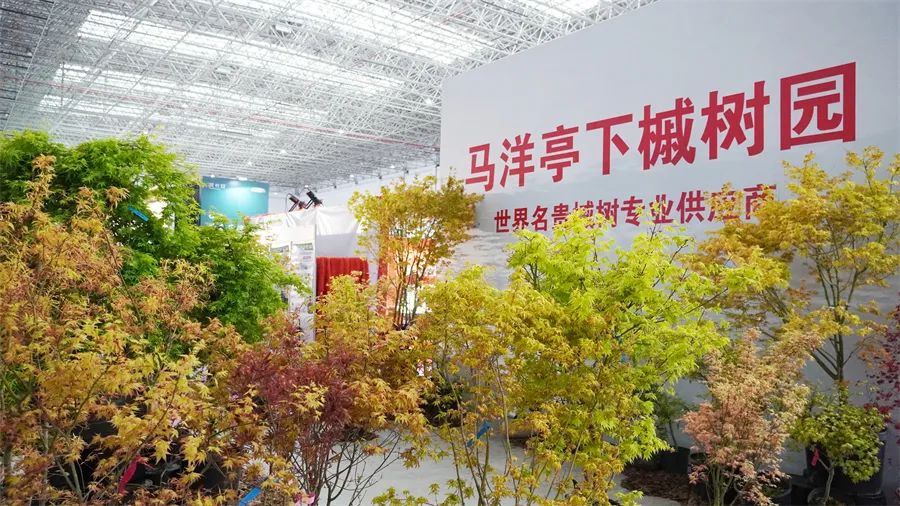 镇店之宝被抢购，“亚洲最美花展”上盆栽“吸睛”又“吸金”