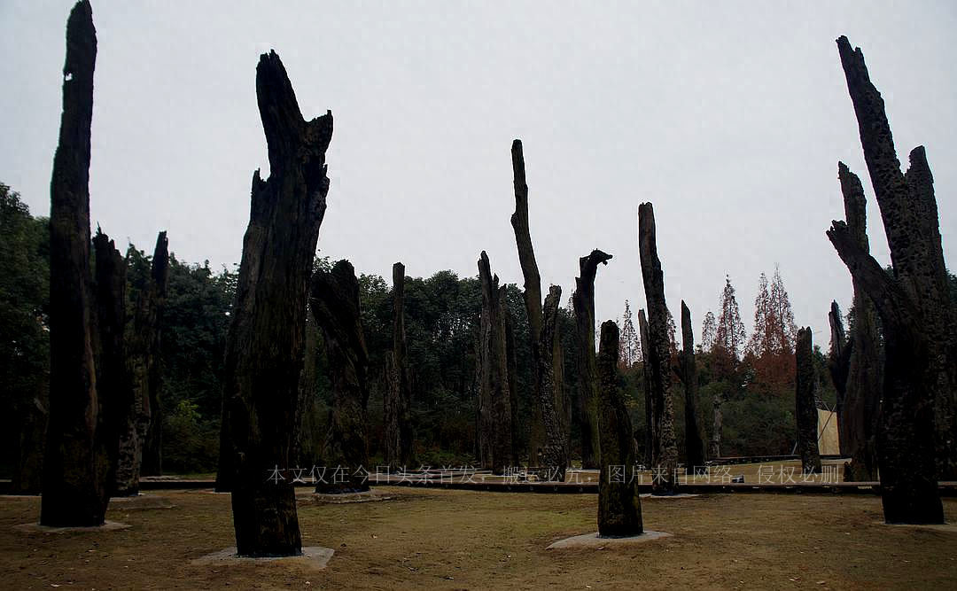 四川发现阴沉木,金丝楠阴沉木从地下挖出