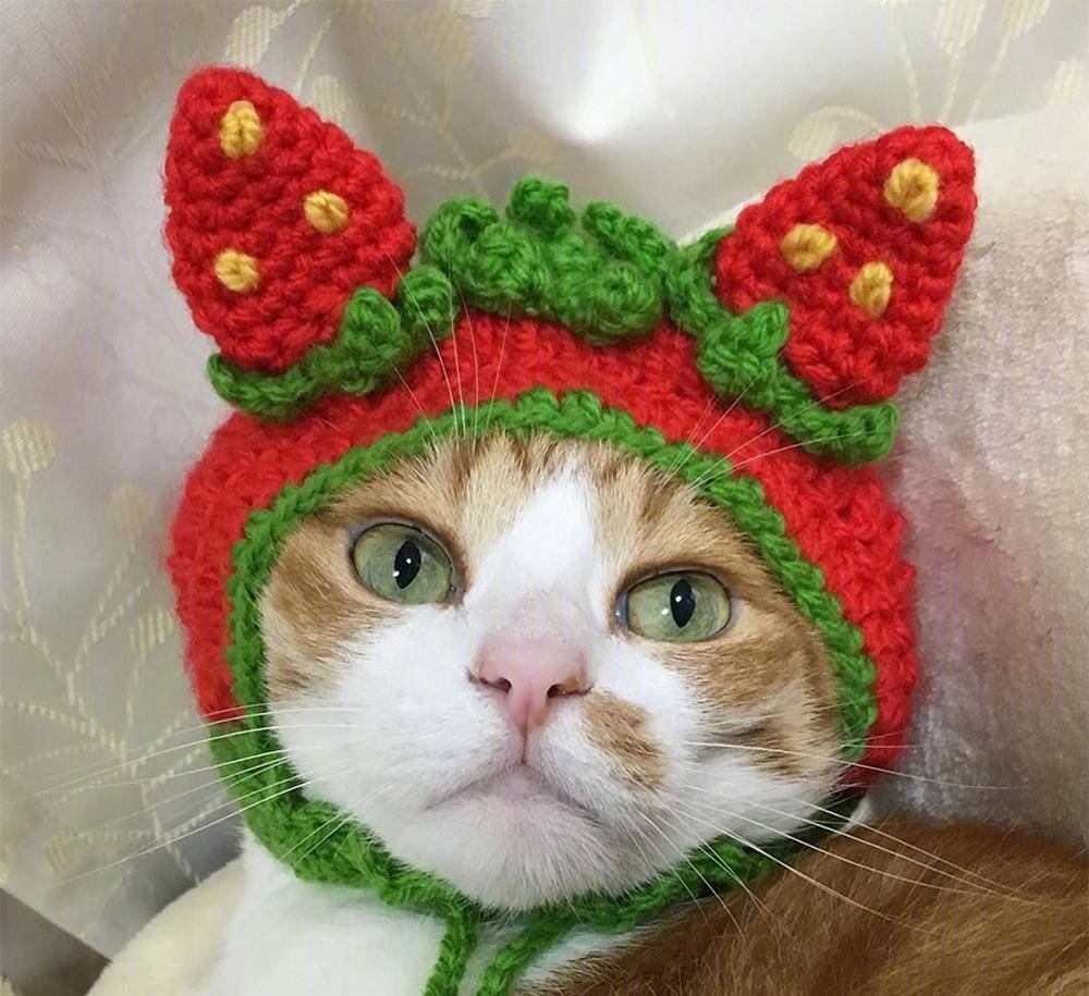 有六大特征的猫有福,什么猫好养比较聪明旺财