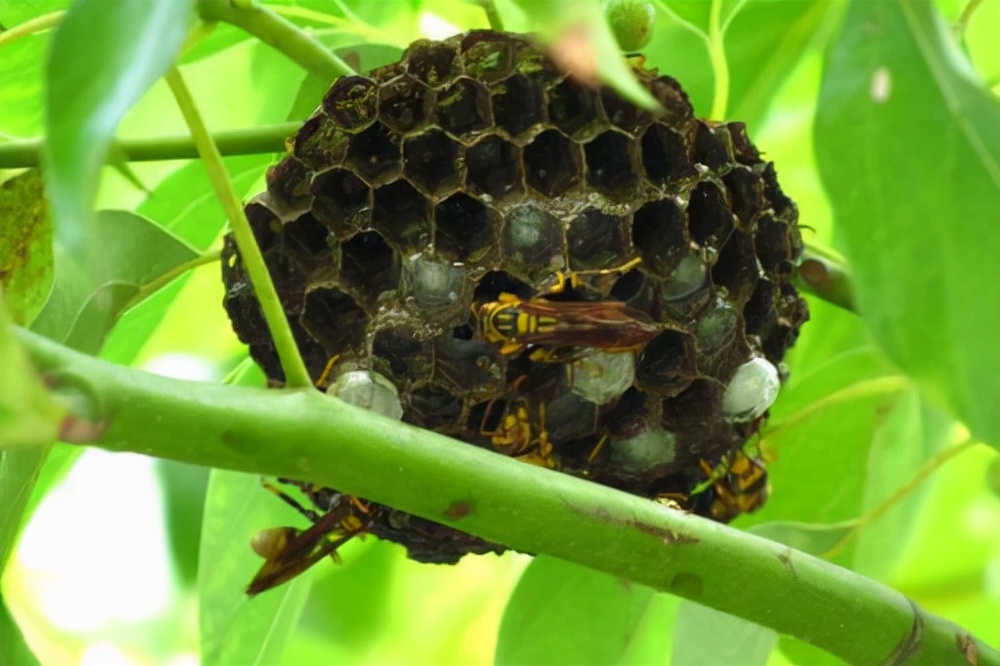 《草根春秋》第一章第十七节童年时代玩什么？（二）